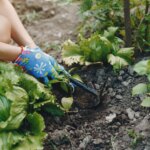 7 grøntsager, der er værd at plante nu for at