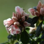 beroliger-nerverne-hvilke-indendoers-planter-du-skal-plante-i-dit.webp.webp