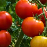 denne-ukrudtsinfusion-vil-hjaelpe-dig-med-at-faa-en-tredobbelt.webp.webp