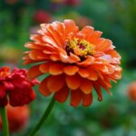 Holder dig glad i månedsvis: 7 blomster med den længste