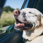 hvad-din-hund-virkelig-elsker-en-filmforsker-har-udpeget-de.webp.webp