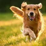 hvordan-folk-utilsigtet-kan-forkorte-deres-hunds-liv-dyrlaege-naevner.webp.webp