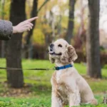 hvorfor-din-hund-ignorerer-dine-kommandoer-7-grunde-og-nemme.webp.webp