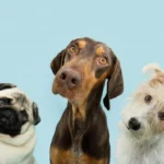 hvorfor-din-hund-laegger-hovedet-paa-skraa-naar-du-taler.webp.webp
