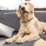 hvorfor-en-hund-er-mere-end-en-ven-10-fordele.webp.webp