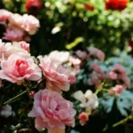 roser-vil-blomstre-i-overflod-hvad-skal-man-fodre-buske.webp.webp