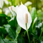 saadan-goeder-du-spathiphyllum-derhjemme-de-3-bedste-goedninger-til.webp.webp